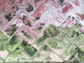 Weathered Red Brick Pavers with Green Moss and Algae Growth