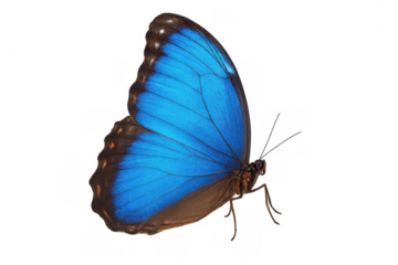 Blue morpho butterfly showing striking blue wings with brown accents in a side view. Transparent background for versatile use