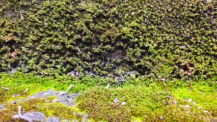 Green moss growing on old concrete wall. Extreme close-up (macro) of fresh green moss growing on a rock.