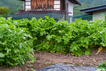 大根と春菊の畑
