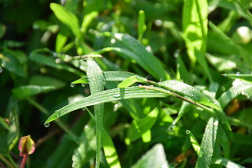 the close up of long narrow,parrellel veined leaves in dew drops on brightly lit on morning,glister dew drop