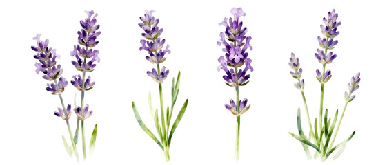 Realistic lavender flower set with multiple stalk variations isolated on Transparent background, elegant herbal floral element collection
