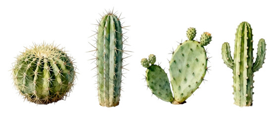 Realistic cactus set with multiple shapes and textures isolated on Transparent background, desert plant element collection
