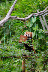 The Red Panda at the Zoo