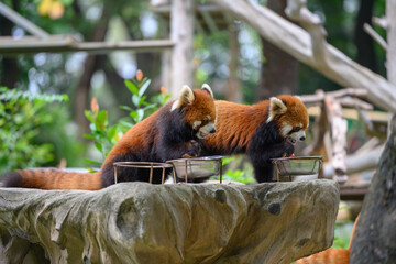 The red panda at the zoo is eating.