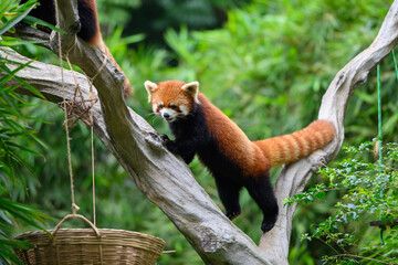 The red panda is climbing a tree.