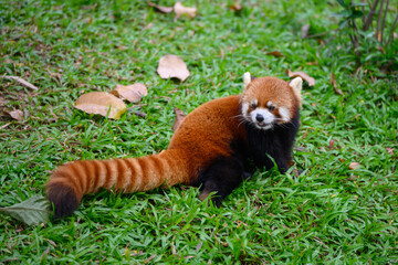 The red panda on the grassland