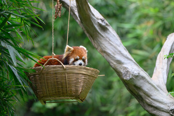 The red panda were placed in a basket and hung from the tree.