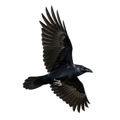 Obraz premium Raven, Black in Mid-Flight with Wings Spread Wide, cutout, PNG isolated on white or transparent background