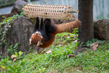 The Red Panda at the Zoo