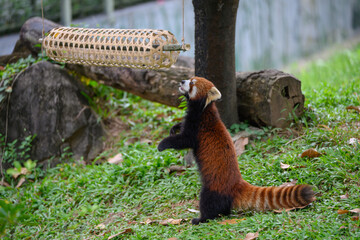 The Red Panda at the Zoo