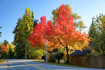 Naklejka premium Fall Colors on Maple Trees in a Residential Area