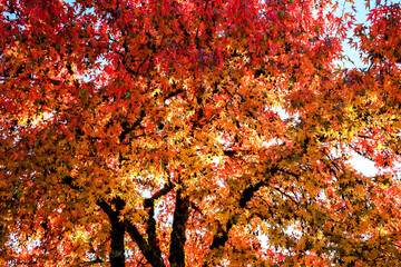 Vibrant Sweetgum Tree in Autumn