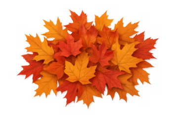 Vibrant orange and red maple leaves collecting together, representing the autumn season on a transparent background