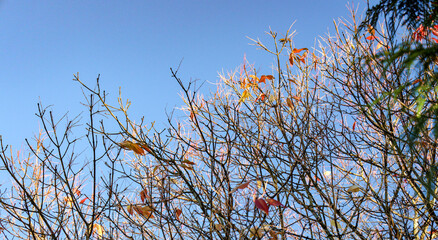 Golden Leaves on a Bare Tree in Late Autumn