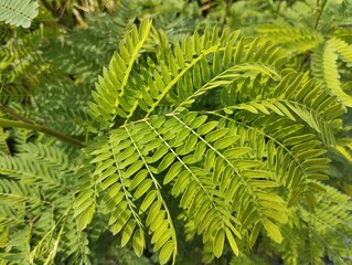 Close up of Leucaena leaves (Leucaena leucocephala) in outdoor garden	