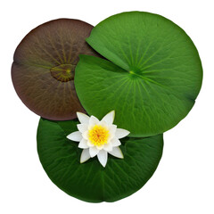 Top view of a white water lily with leaves isolated on transparent background