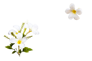 white flowers frangipani local flora of asia arrangement flat lay postcard style 