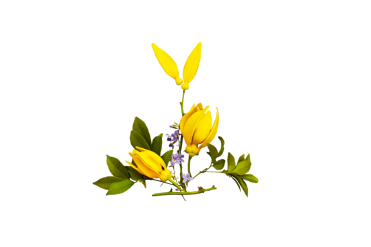 yellow flowers ylang ylang local flora of asia arrangement flat lay postcard style 