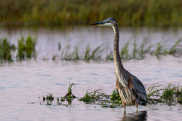 Great Blue Heron Standing in Marsh Waters