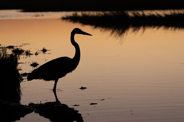 Heron Silhouette at Sunset