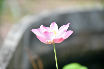 Pink Lotus flowers blooming in a garden with white and pink petals, close-up