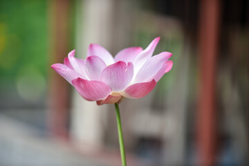 Pink Lotus flowers blooming in a garden with white and pink petals, close-up