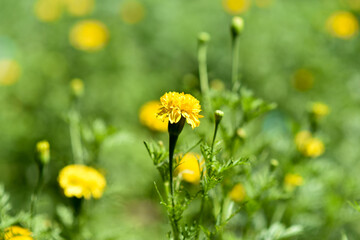yellow dandelions blooming in green grass