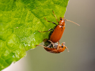 Two reddish-orange beetles interact on the edge of a vibrant, textured green leaf in nature.