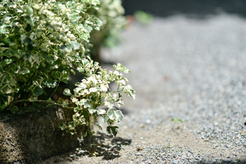 Close-up of a bushy tree growing on the side of the road.