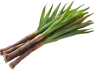 Bundled plant stems w/ long green leaves, tied tightly, isolated on black