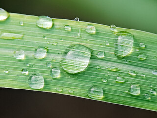 Water droplets glisten on a vibrant green leaf, reflecting its textured surface after gentle