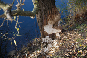 Tree trunk gnawed by a beaver near a body of water on a sunny day