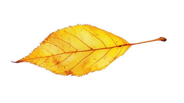 Isolated yellow leaf with brown veins and stem on a black background in autumn season color on transparent background