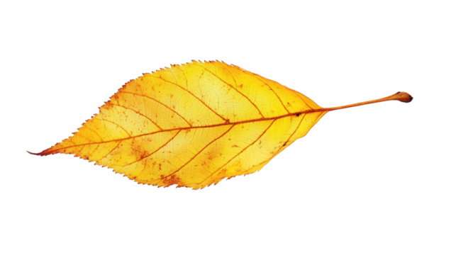Isolated yellow leaf with brown veins and stem on a black background in autumn season color on transparent background