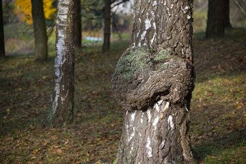 Mossy Burl on Tree Trunk in Quiet Forest with Autumn Leaves Nearby