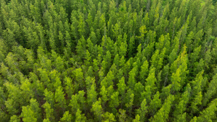 Aerial top view of mixed lush green tropical pine forest and jungle trees. cinematic nature landscape background for concept is about conservation and natural reforestation. © Media 