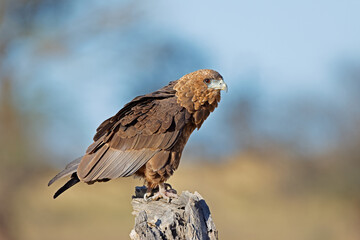 An immature bateleur eagle (Terathopius ecaudatus) perched on a tree stump, Kalahari desert, South Africa