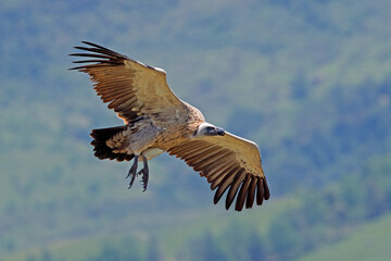 An endangered Cape vulture (Gyps coprotheres) in flight, South Africa