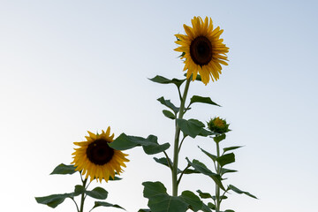 Tall Sunflowers Reaching Toward Clear Blue Sky