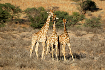Three giraffes (Giraffa camelopardalis) standing in natural habitat, Kalahari desert, South Africa