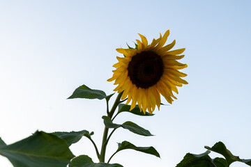 Tall Sunflowers Reaching Toward Clear Blue Sky