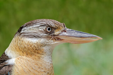 Close-up portrait of a laughing kookaburra (Dacelo novaeguineae), South Australia