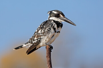 A pied kingfisher (Ceryle rudis) perched on a branch, Kruger National Park, South Africa