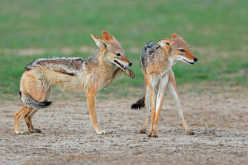 A pair of black-backed jackals (Canis mesomelas) in natural habitat, Kalahari desert, South Africa