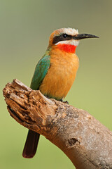 A white-fronted bee-eater (Merops bullockoides) perched on a branch, Kruger National Park, South Africa