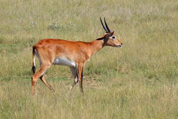 A male red lechwe antelope (Kobus leche) walking in natural habitat, southern Africa