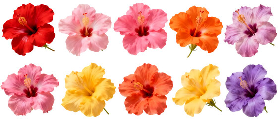 Realistic hibiscus flower set with multiple color variations isolated on transparent background, tropical floral element collection
