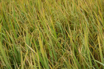 Dewdrops on rice stalks in a paddy field. A close-up of a paddy field in the morning.