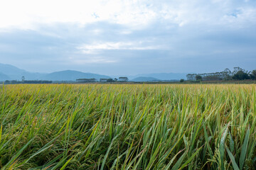 Rice paddies in the morning. Morning light in the countryside.